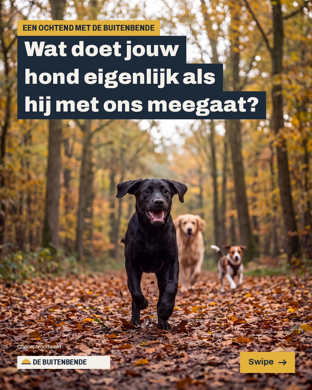 De Buitenbende dog walking carousel cover
